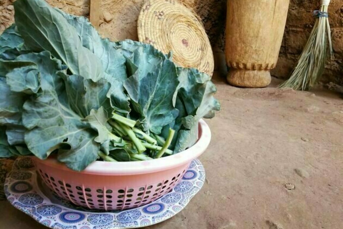 How an unexpected observation, a 10th-century recipe and an explorer's encounter with a cabbage thief upend what we know about collard greens' journey to the American South