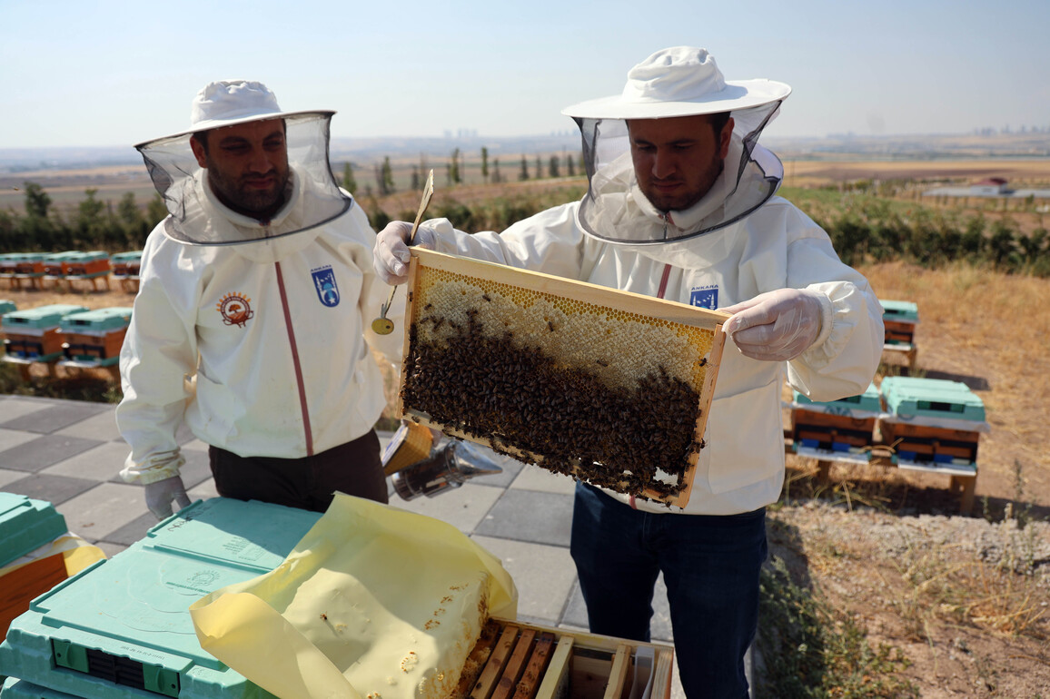 TRKIYE-ANKARA-CLIMATE-BEEKEEPING-TOURISM