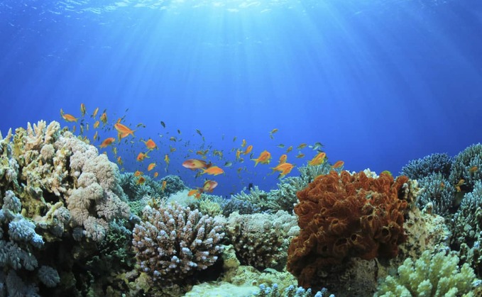 Prize winner Coral Vita aims to restore coral reefs 