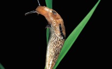 Autonomous slug control using bio-molluscicides could be on the horizon