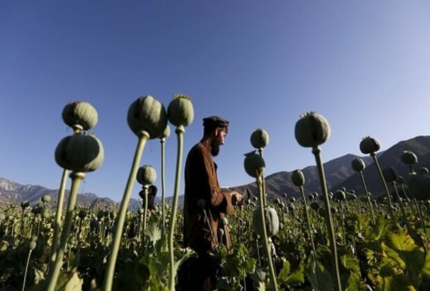 Drug smuggler arrested, 70 Kg poppy seized from Afghanistan's Badakhshan province