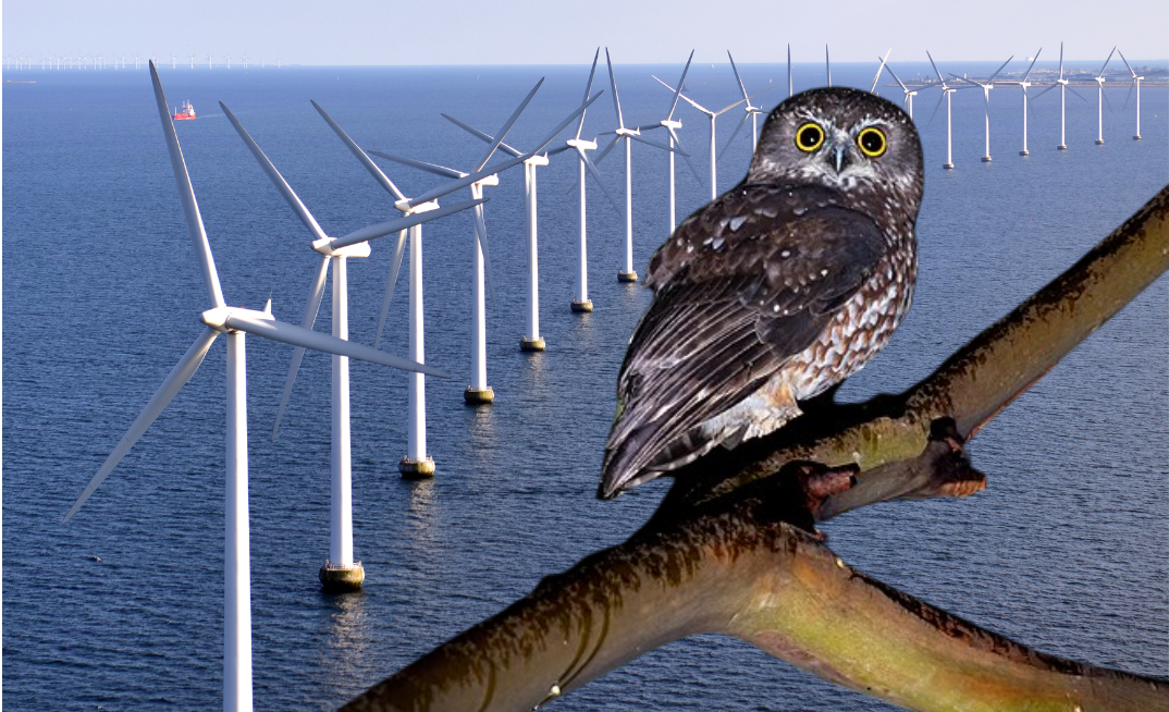 Tasmanian Boobook owl could prove headache for offshore wind propenents