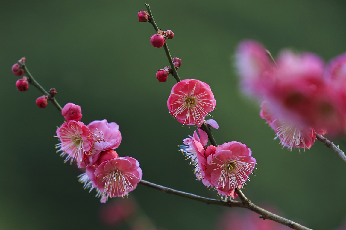 #CHINA-WINTER-FLOWERS-SCENERY (CN)