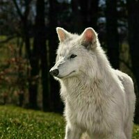 'Return' of the dire wolf is an impressive feat of genetic engineering, not a reversal of extinction