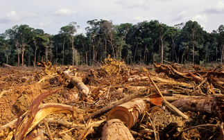 Could timber and pulp products become a 'no-go' for EU importers?