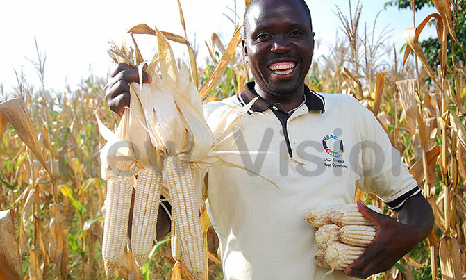 Grain traders ask for support across the value chain Grain traders ask for support across the value chain
