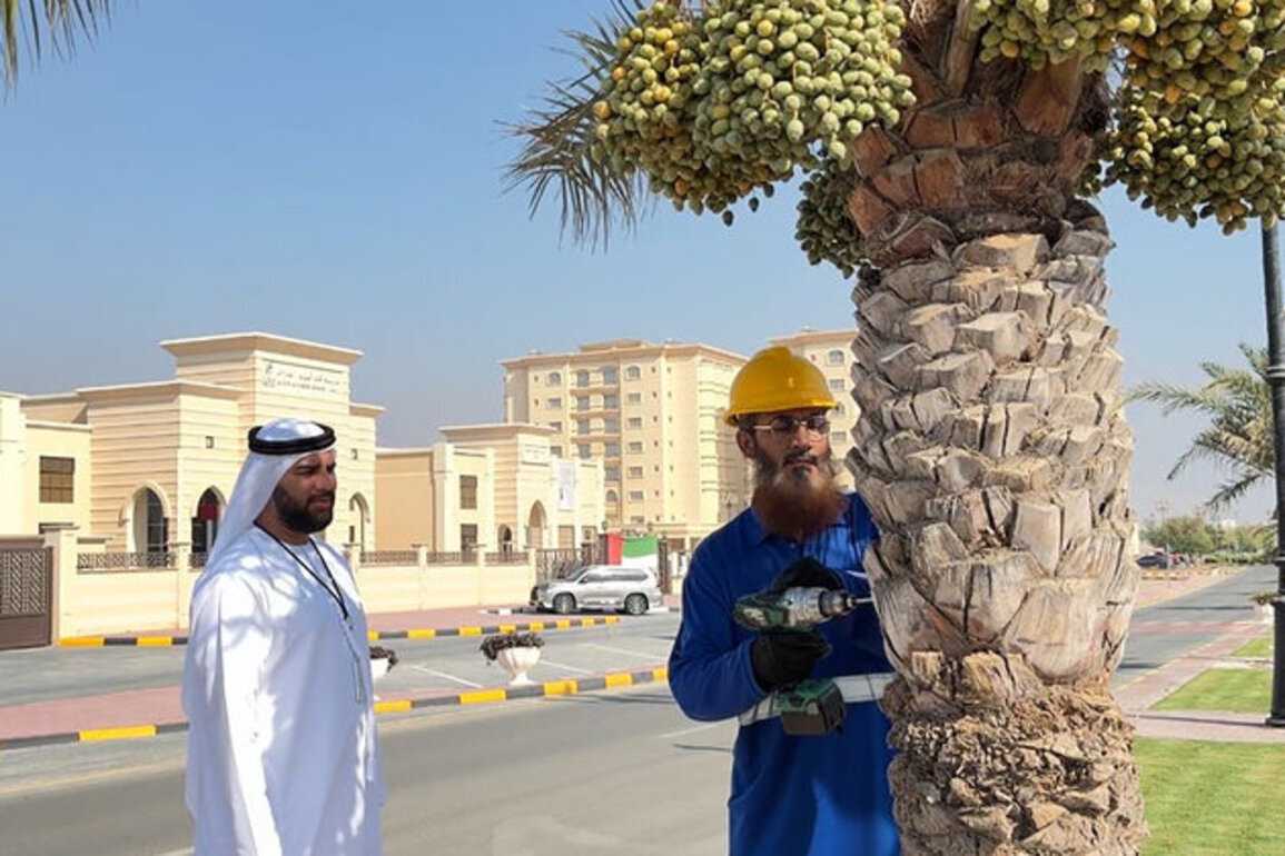 Dibba Al Hisn launches palm tree inventory project