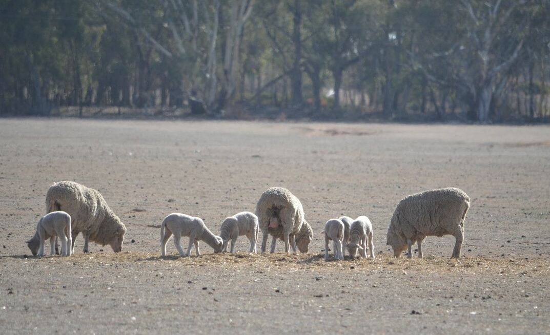 The Victorian Government has delayed its plan to slug the state's drought-affected farmers an extra 150 per cent in emergency services fees. 