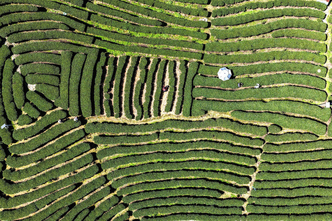 CHINA-GUANGXI-SANJIANG-TEA (CN)