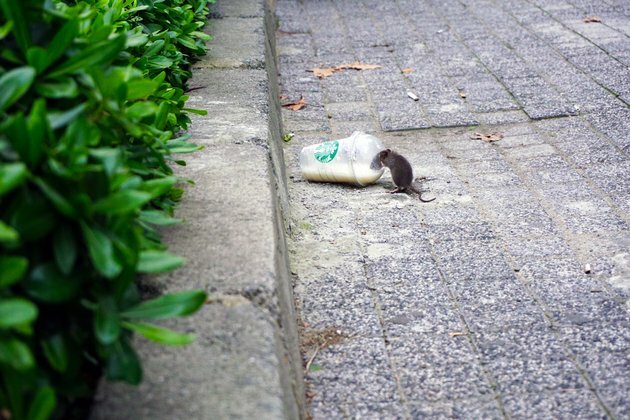 Living with rats involves understanding the city as an ecosystem