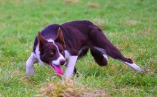 New world sheep dog record set online