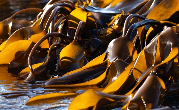 Low-energy kelp extraction could boost sustainable farming drive