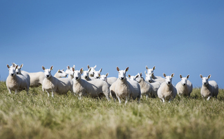 Sheep embryo transfer: An industry perspective