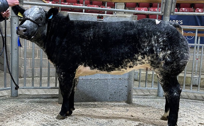 Heifer from Stephen and Ashley Mills which sold for £9,000