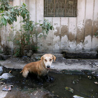 Pakistan: Rabies prevention programme hits financial roadblock in Sindh