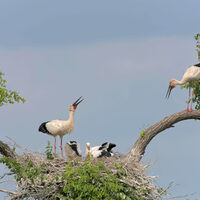 #CHINA-HEILONGJIANG-ORIENTAL WHITE STORKS-CHICKS (CN)