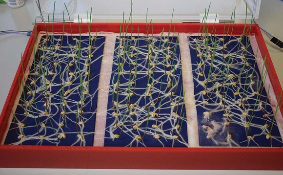 Artificial intelligence solves the problem of seed germination tests