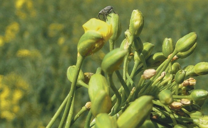Seed weevil opens up pod midge threat