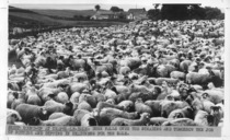 Auction lookback: Historic pics of the marts