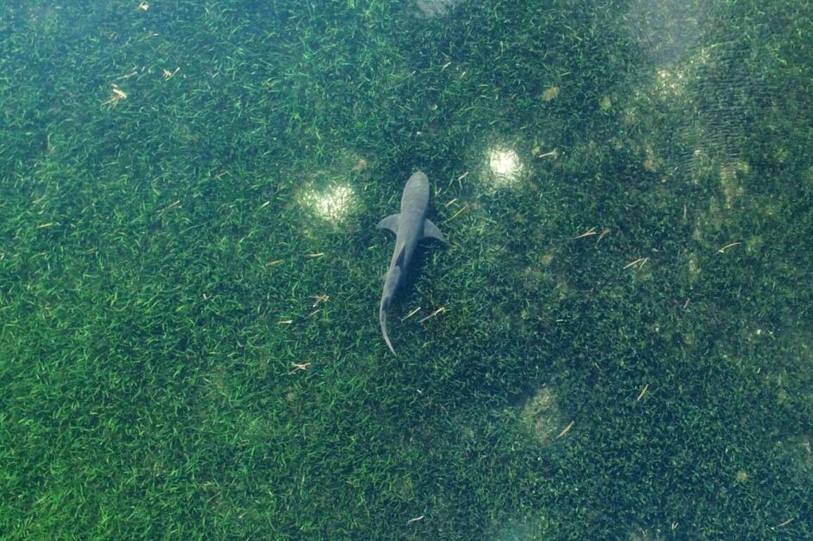 The most important part of the ocean you've never heard of