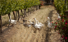 Carbon sinks and greener packaging: How The Wine Society is looking to secure its future for another 150 years