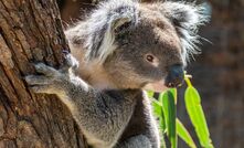 Lock the Gate Alliance alleges Olive Downs expansion will threaten koala habitat.