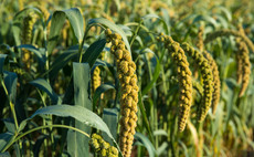 Growing fresh opportunities with novel crops