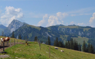 Future of Swiss farming balances modernity and tradition