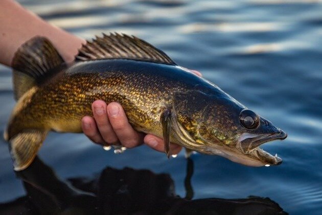 Climate change forcing WI fish fry to find new catch