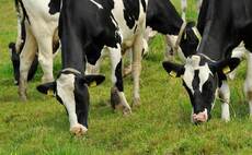 Using genomics to boost output from every cow space