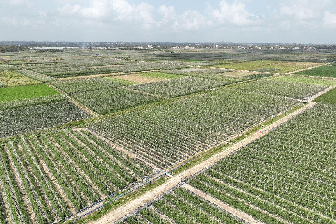 (HainanOutlook) CHINA-HAINAN-DING'AN-CHERRY TOMATO INDUSTRY