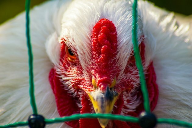 Kazakhstan: Avian flu kills nearly 1 million poultry