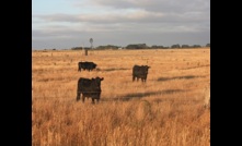 Rain events over parts of Australia have enticed restockers into the market pushing prices up.