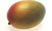 Mangoes ripe for export