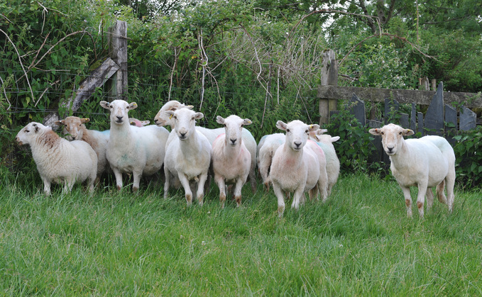Using improved genetics increases hill flock productivity