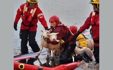 'Exhausted and distressed' sheep rescued from drowning at flooded farm in Cheshire