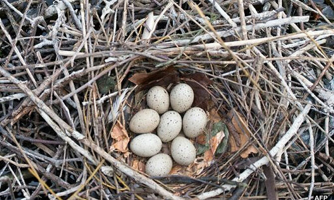 Why some birds sing to their eggs Why some birds sing to their eggs