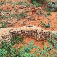 Marine fossils dating to 8,000-12,000 years unearthed by scientists in TN's Panaiyur