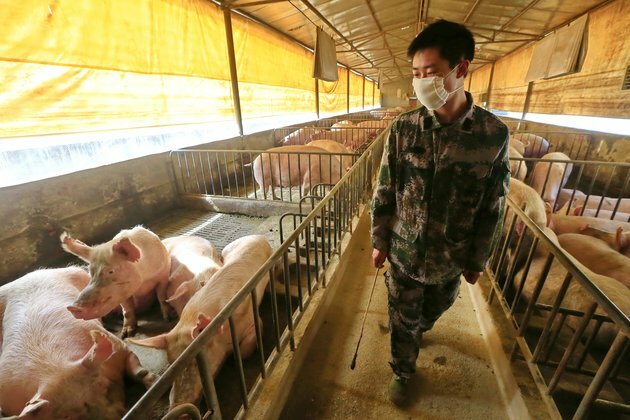 Is swine flu going to be the next pandemic?