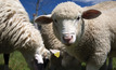 Future directions  in the sheep industry