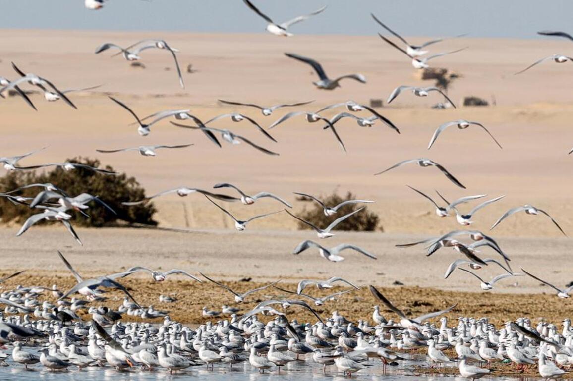 Egypt's Fayoum wetlands find new life as sanctuary for migratory birds