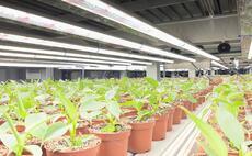 Fischer Farms unveils vertically farmed house plant range