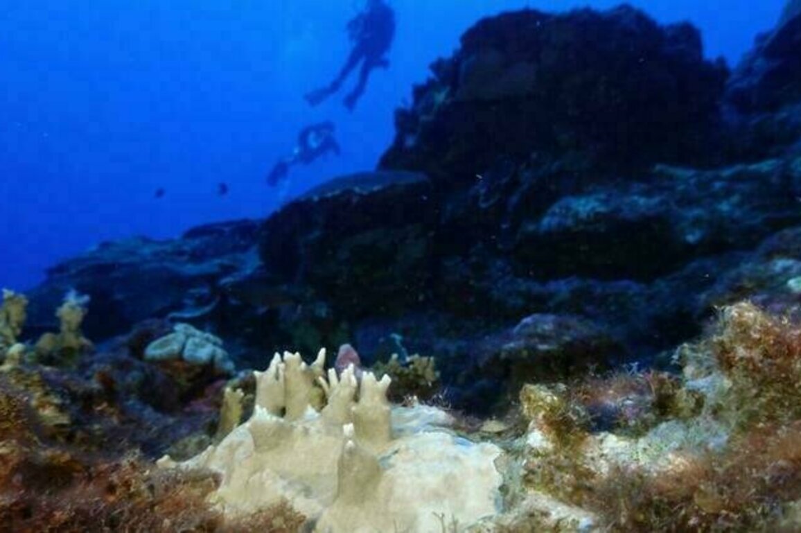 Worst coral bleaching episode on record hits 84% of the world's reefs