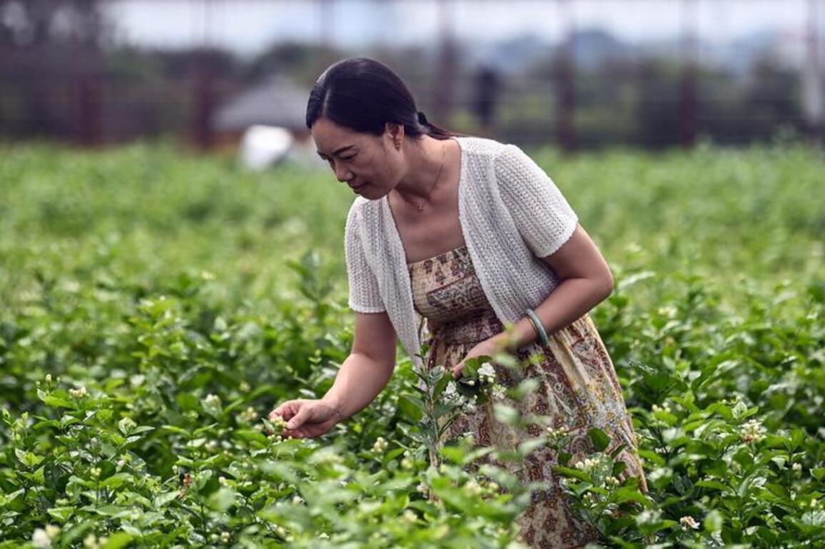 China's Guangxi emerges as global hub for tea industry amid tech upgrade