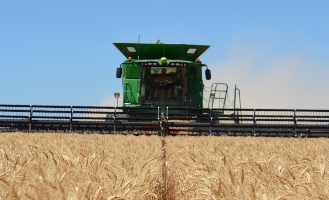 WA trials looked at how much fertiliser nitrogen was exported in the grain, left in the paddock and lost over a two year period.