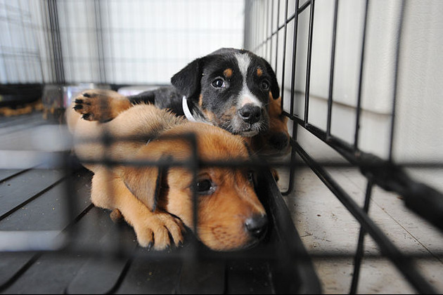 Pets fill LA shelters as owners detained in immigration raids