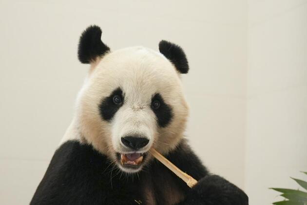 SichuanMosaics | New giant panda base starts trial operation in SW China