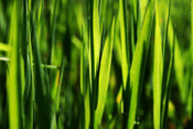 Artificial turf sales soar