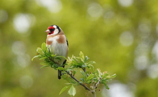 'Snail's pace progress': UK 'a country mile' from hitting '30 by 30' nature goal