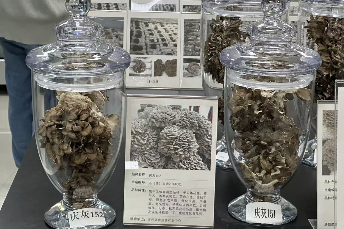 CHINA-ZHEJIANG-QINGYUAN-MUSHROOM FARMING (CN)